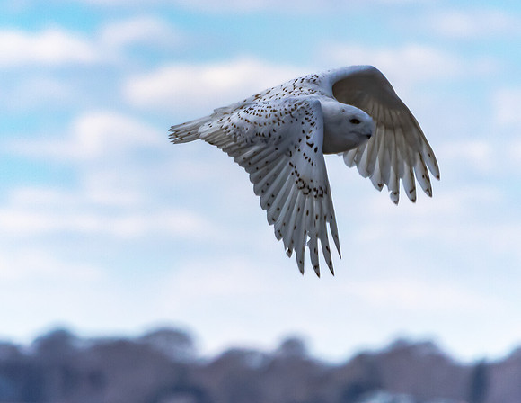 SNOWY OWL