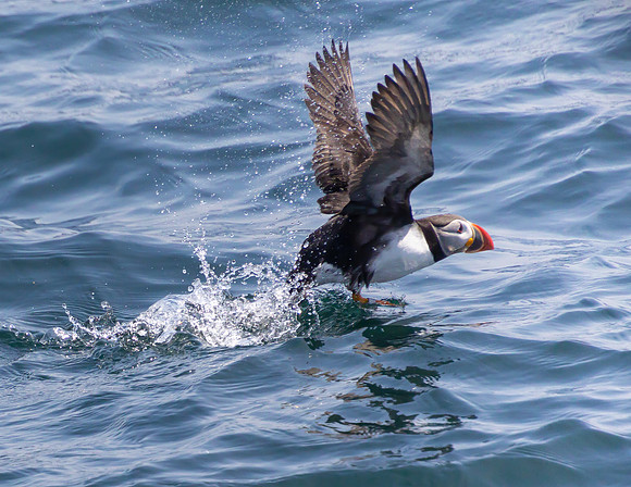 Puffin Running