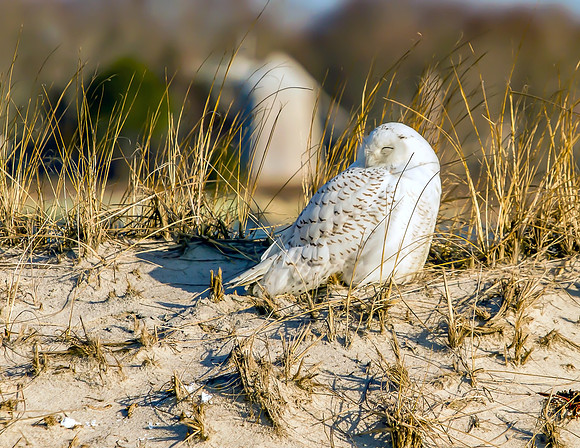 Snowy on Dune West Dennis Beach