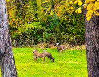 deer in trees