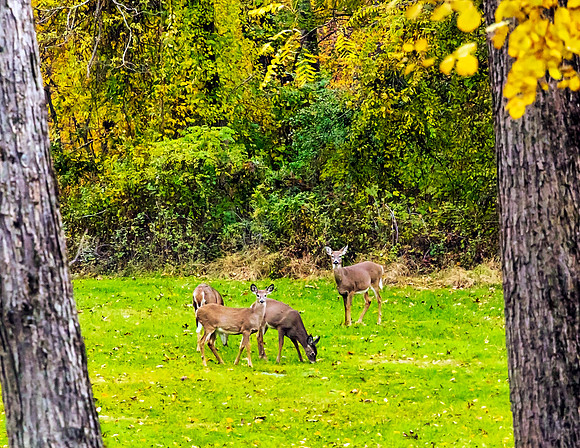 deer in trees