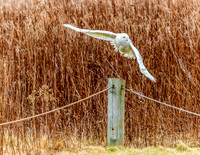SNOWY OWL
