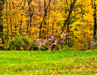 deer looking