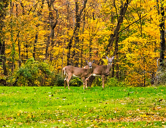 deer looking
