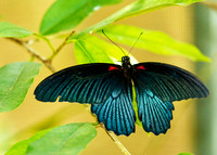 BUTTERFLIES