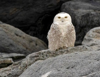 SNOWY ON THE ROCKS