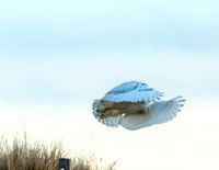 West Dennis Beach in Flight