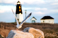 Seagull Taking Off