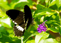 BUTTERFLIES