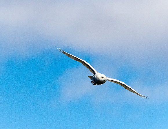 SNOWY OWL