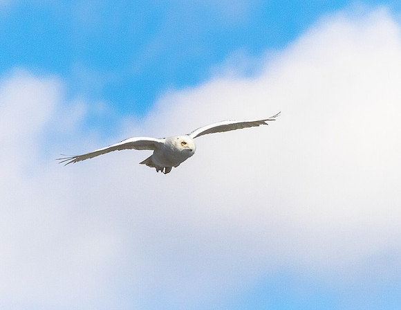 SNOWY OWL