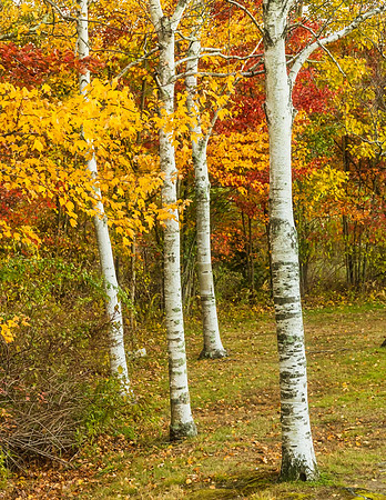 Lincoln Woods