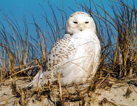Snowy Owl