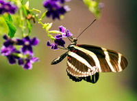 BUTTERFLIES